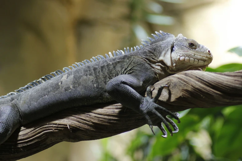 iguanas are very large and fluffy in their enclosure