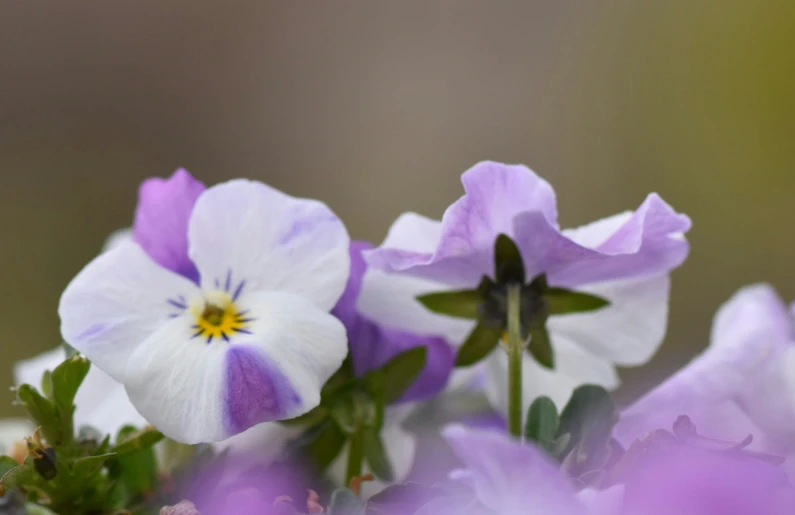 a bunch of white and purple flowers together