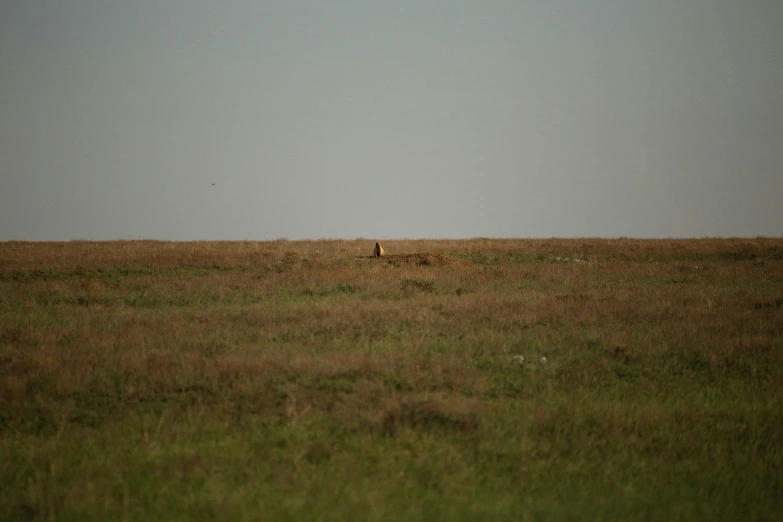 two animals are grazing in the middle of an open field