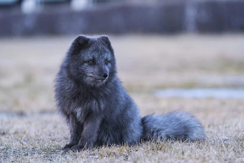 an adult grey bear sitting on the grass