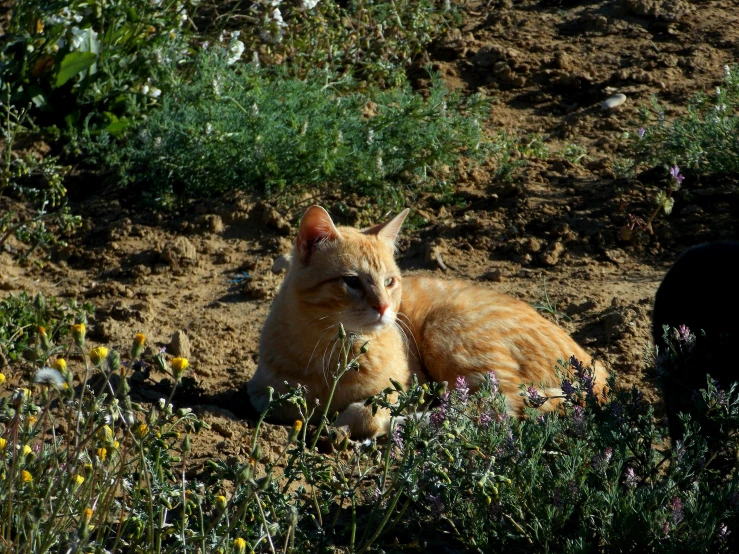 an orange cat in the dirt is laying in tall grass