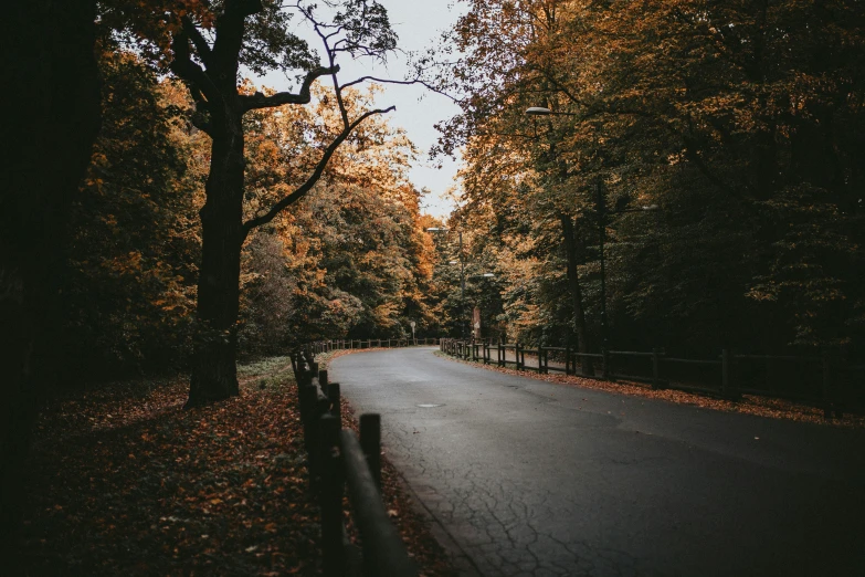 road in middle of forest with tall trees