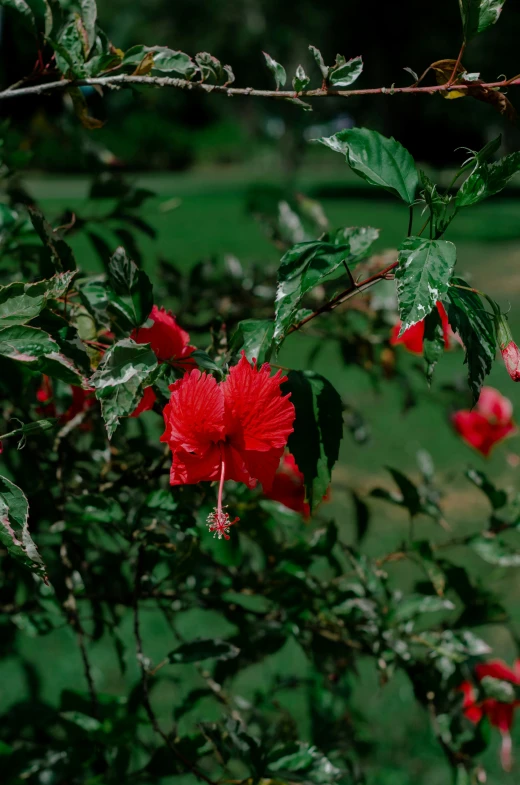 a red flower on a nch over some water