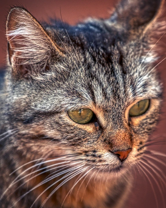 a grey tiger striped cat with green eyes