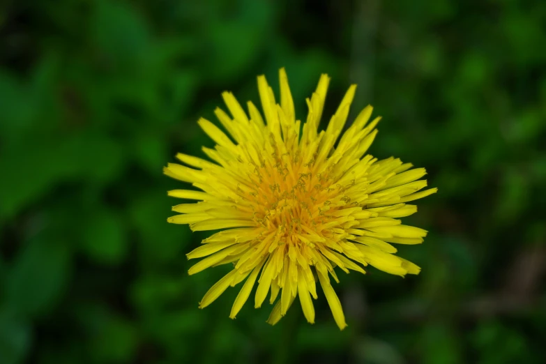 a close up s of the center of a yellow flower