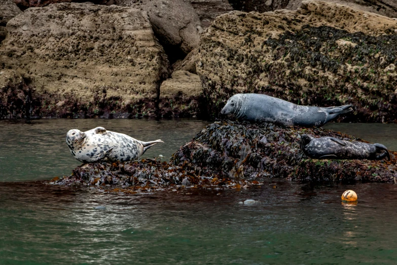 two gray seals and a ball are in the water