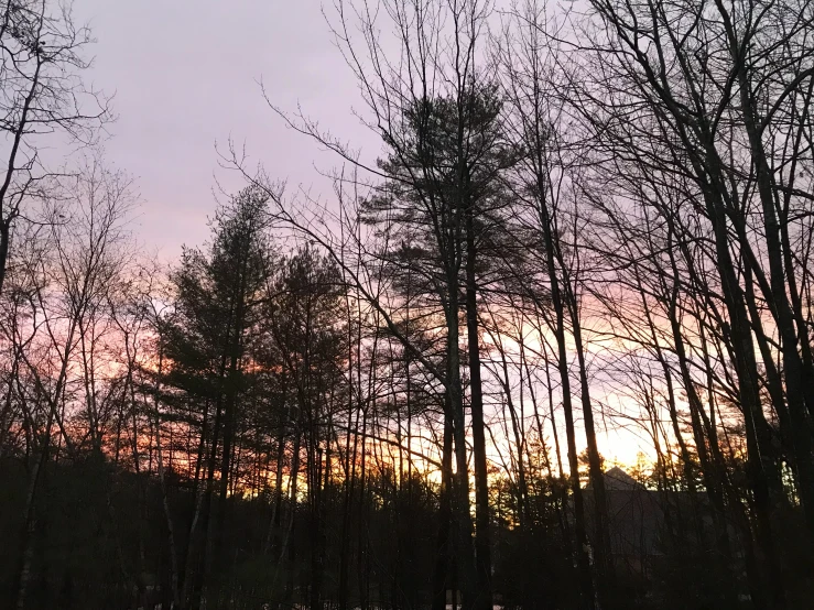 trees in winter with orange and pink skies