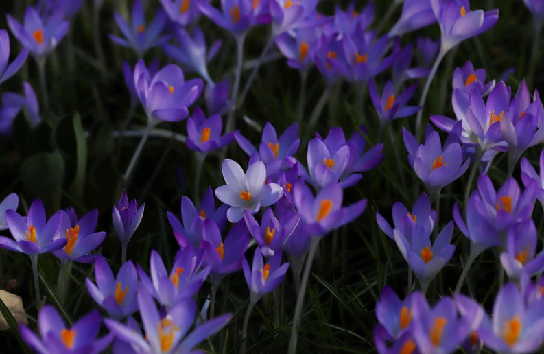 a field full of purple crocys with red centers