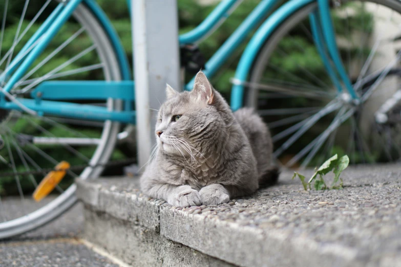 a cat rests next to a bicycle parked on the street