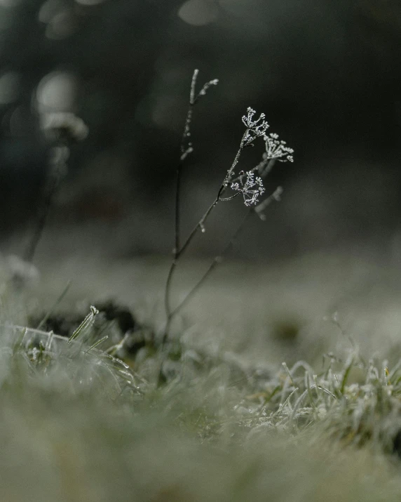 small grass is covered in frost with the camera looking at it