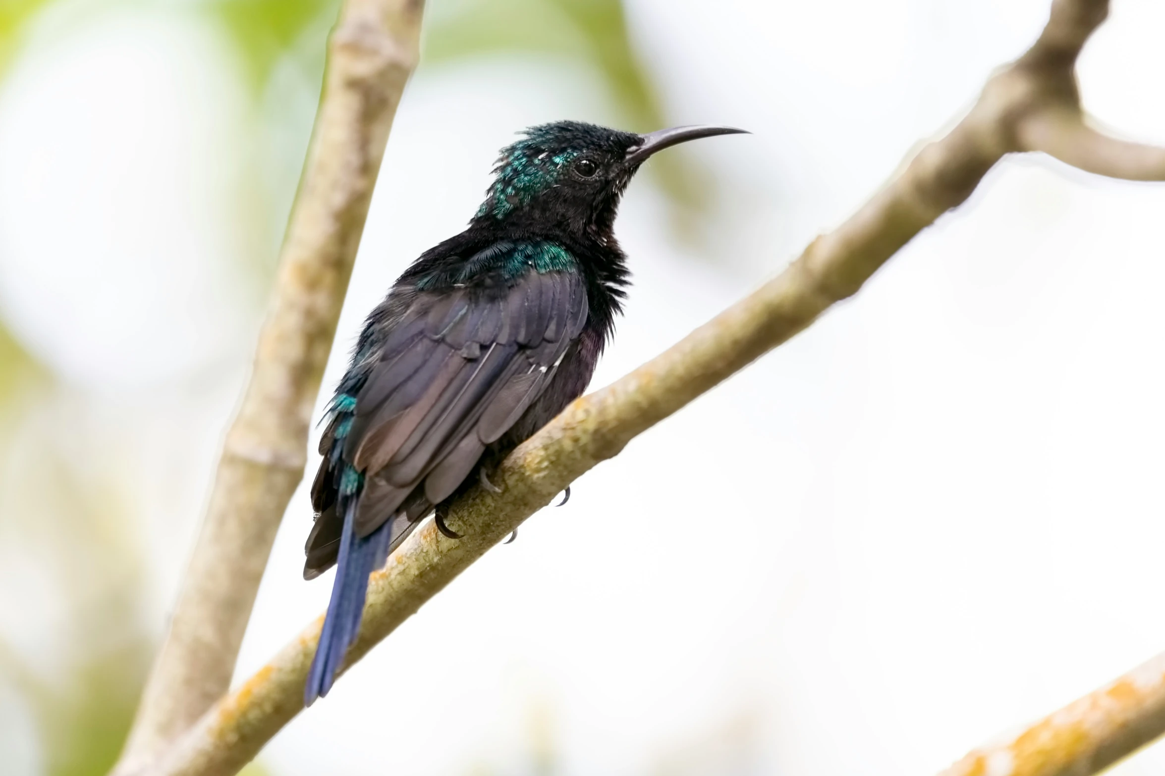 a bird with a black body sits on a nch