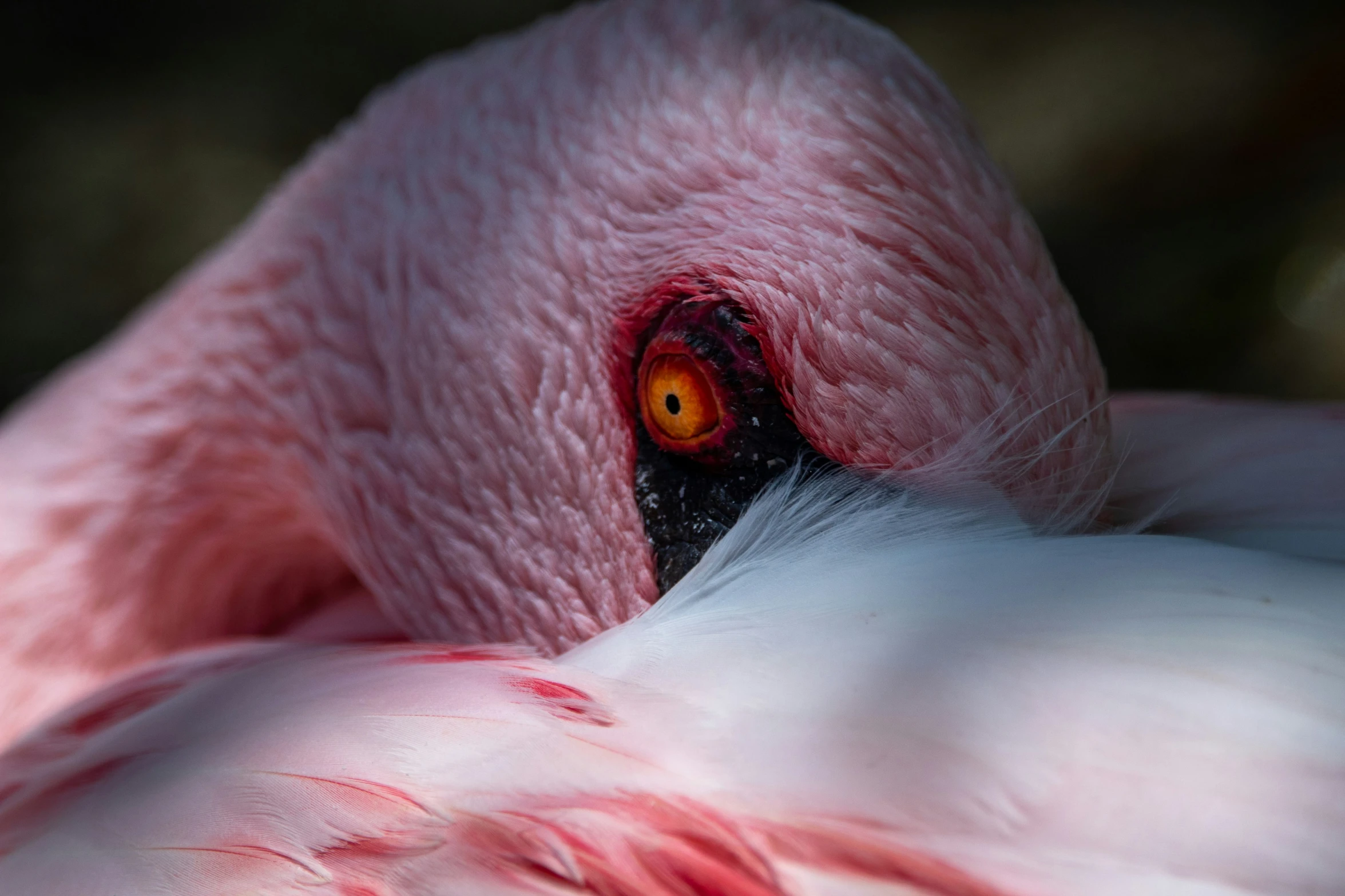 the head and upper portion of a white flamingo