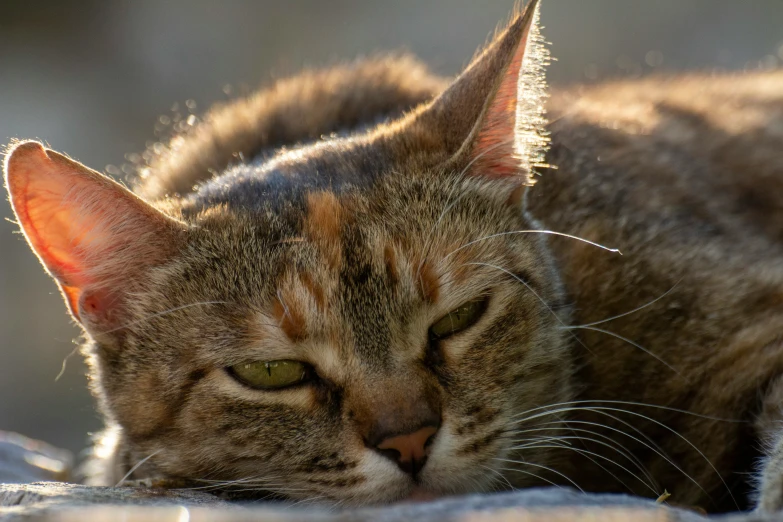 a cat is laying down in the sun