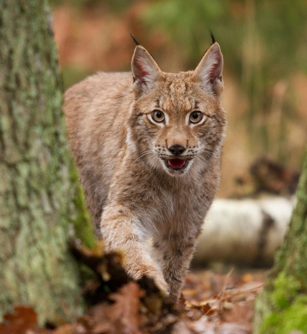 a young lynx in the woods walking around