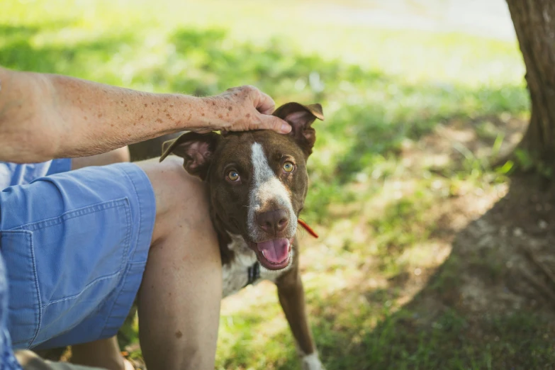 the dog is outside being pet by its owner