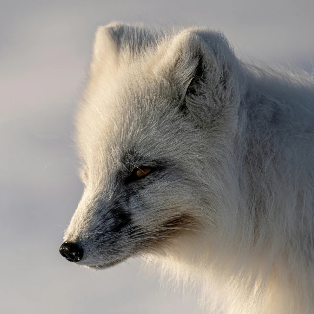 a white wolf staring in a snowy field