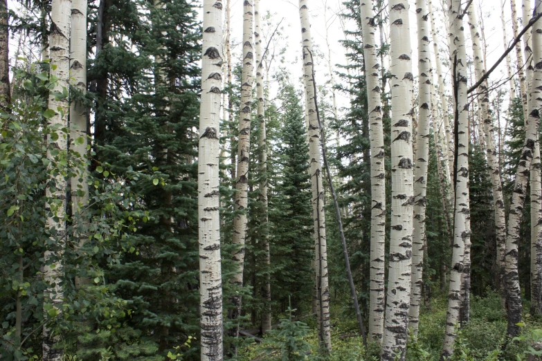 a forest filled with lots of tall trees