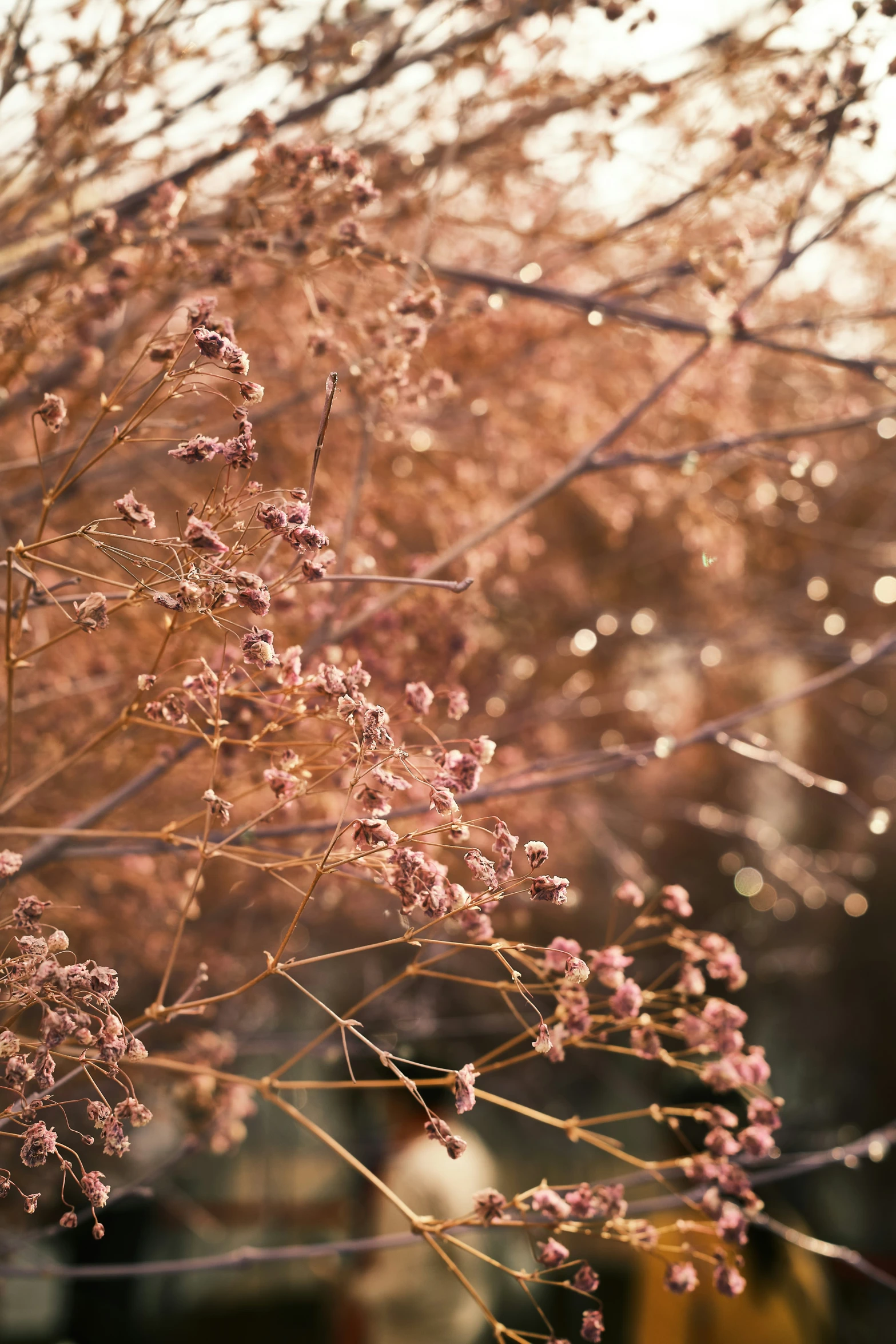 a field of pink flowers on top of a leaf covered tree