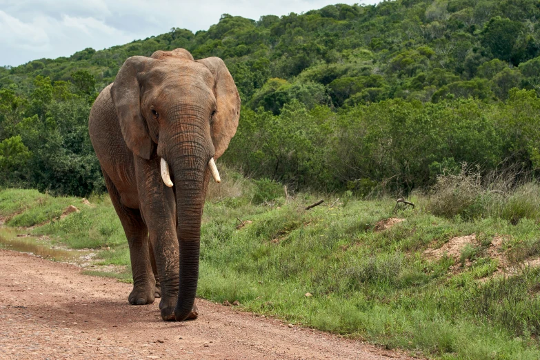 an elephant walking down the road next to some trees