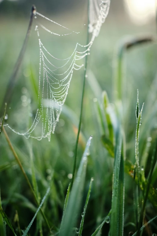 dew drops sitting on grass in a park