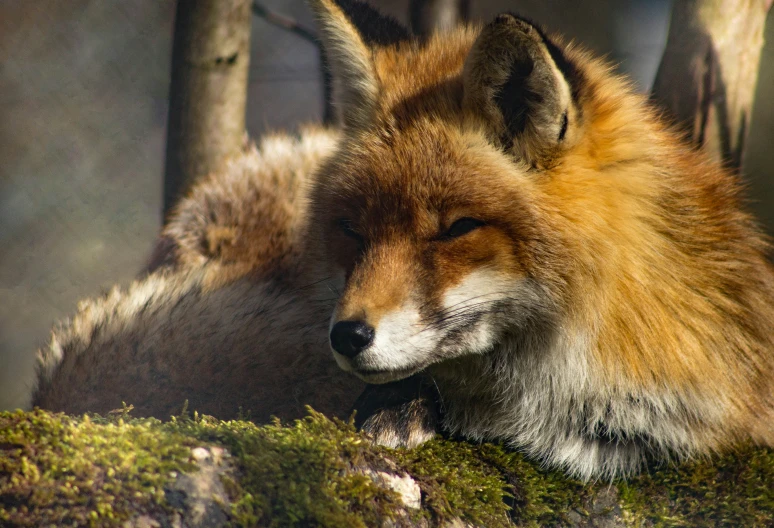 the lone fox is sleeping next to a tree
