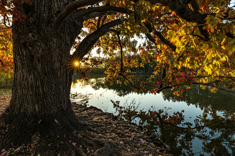 the sun shines through the autumn leaves next to a lake