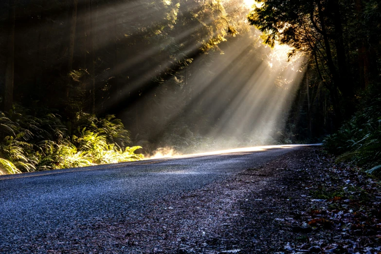 sunlight beaming through the trees into the road