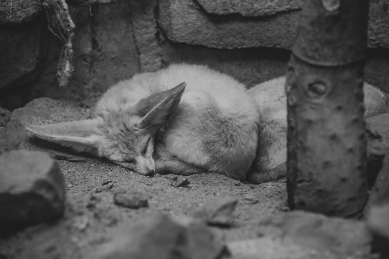 the baby bird is asleep against the rocks