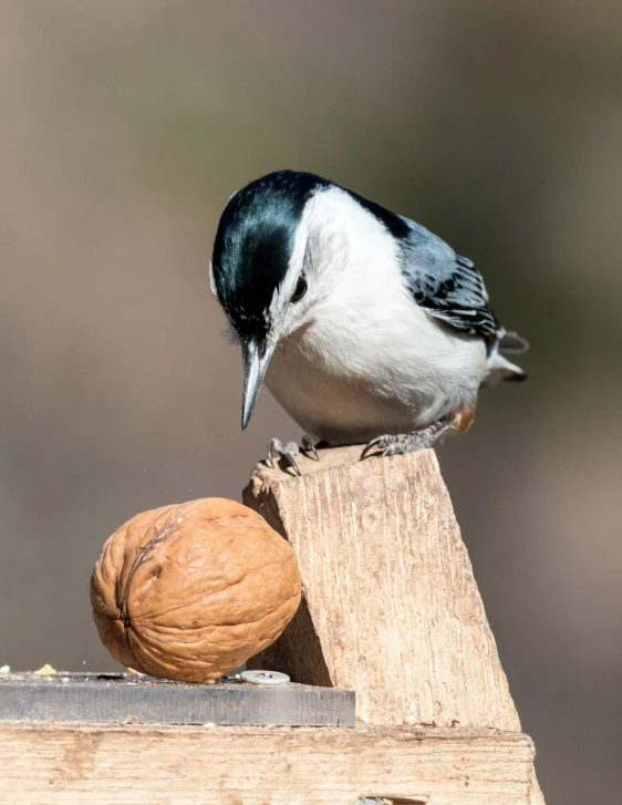 a bird is perched on the wooden post