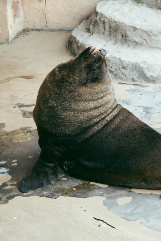 a seal with an odd shaped hair looks out to the sky