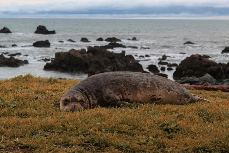 seal resting in the grass with its head on the rocks