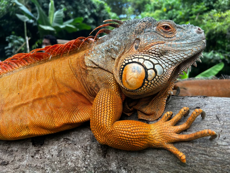 an iguana on a rock, closeup