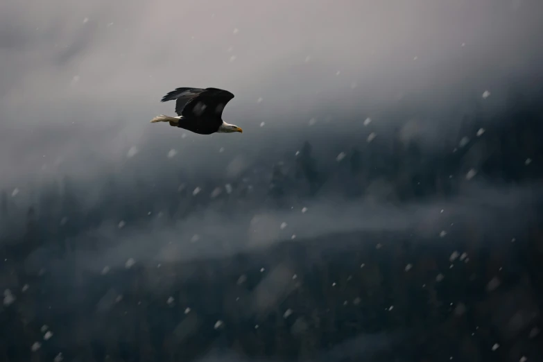 an eagle soaring through the cloudy sky during the winter