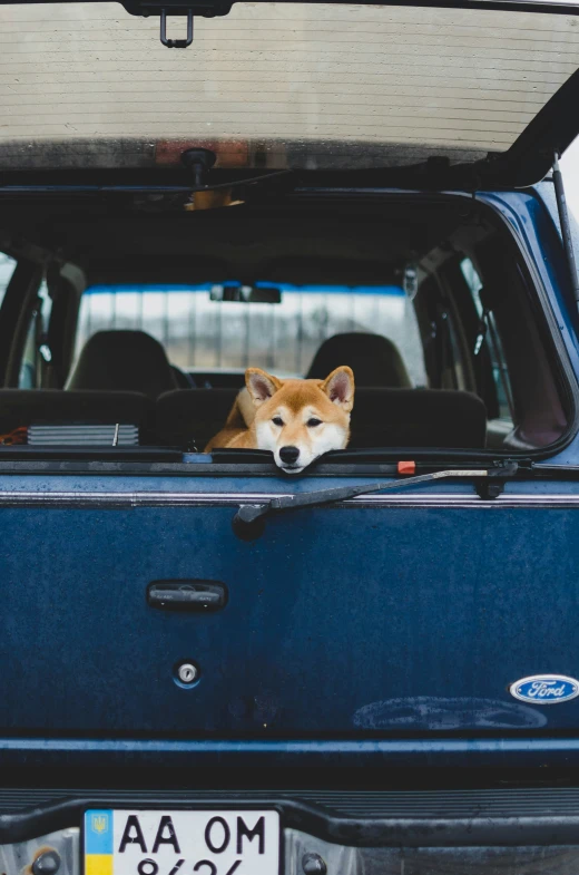 a dog sitting in the back of an suv looking out the window