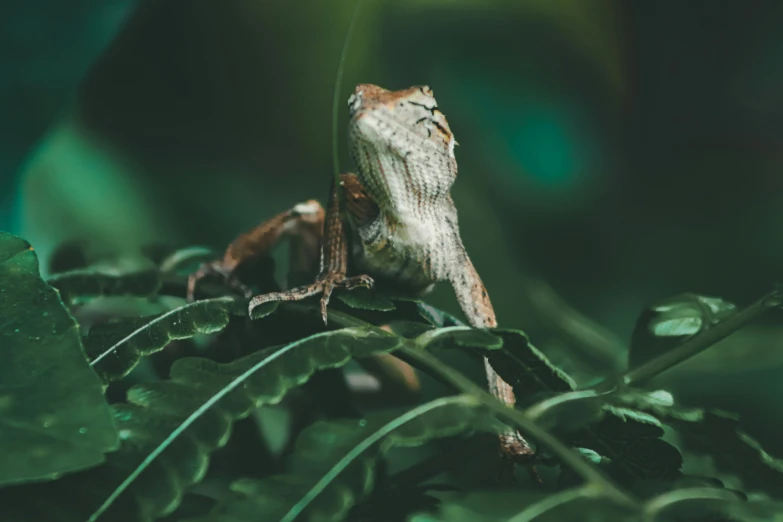 a brown and white lizard is sitting on some leaves