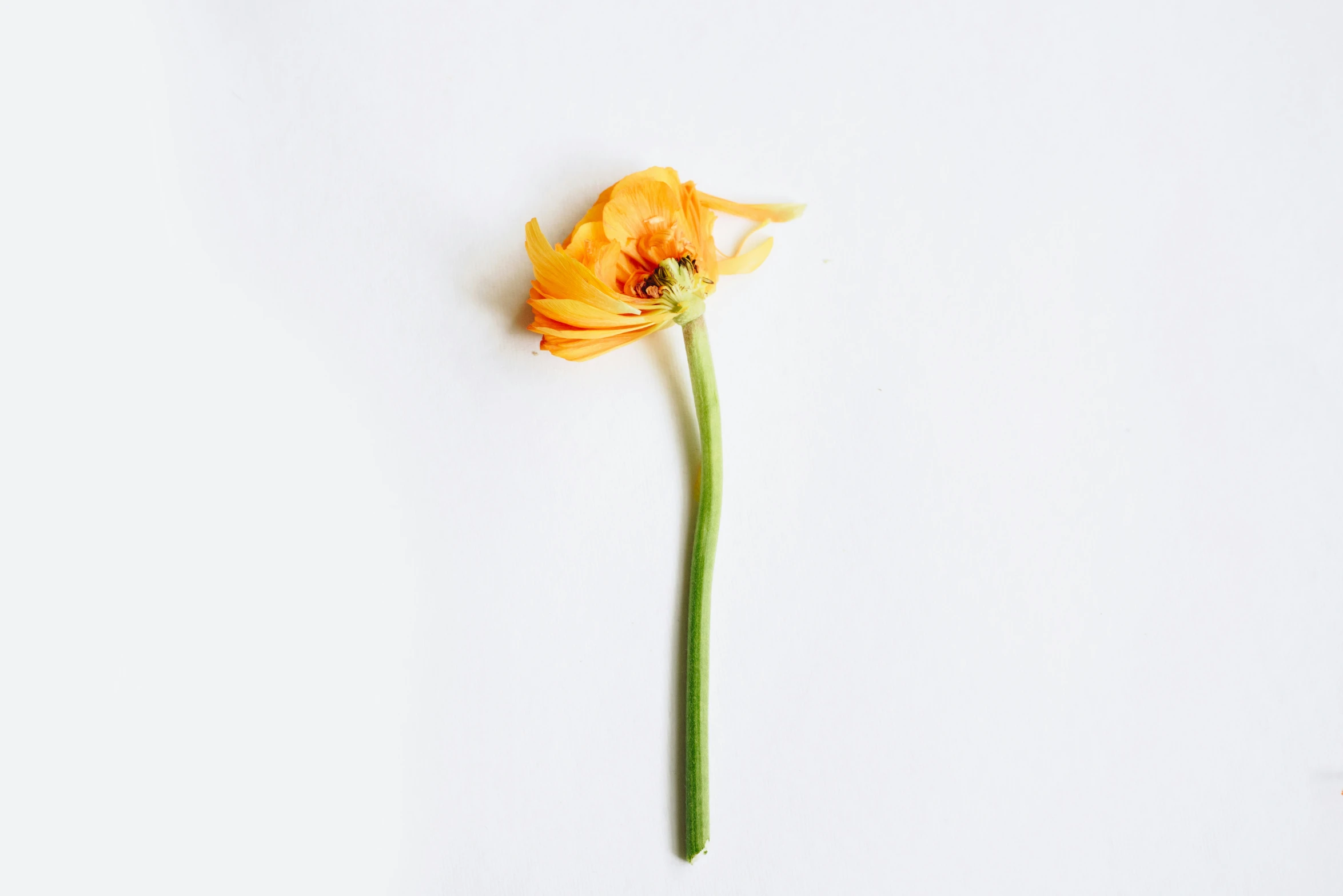 a single flower is seen on a white background