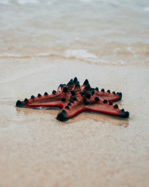 an orange starfish lying on the sand of a beach