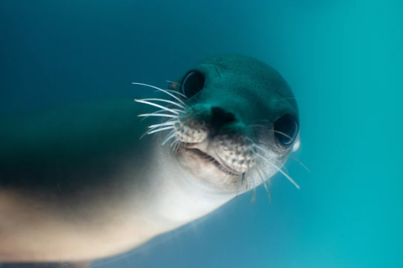 a sealion with its eyes open and the nose slightly obscured by soing that is seen from below