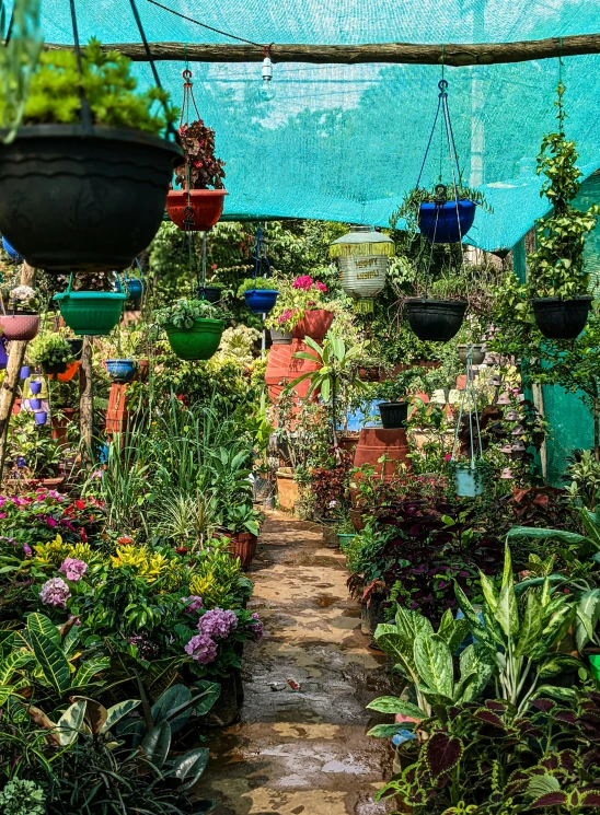 a pathway through many potted plants leads to an array of hanging plant arrangements