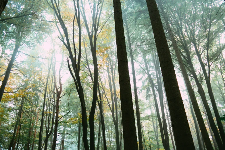 a path running through a dense forest on a cloudy day