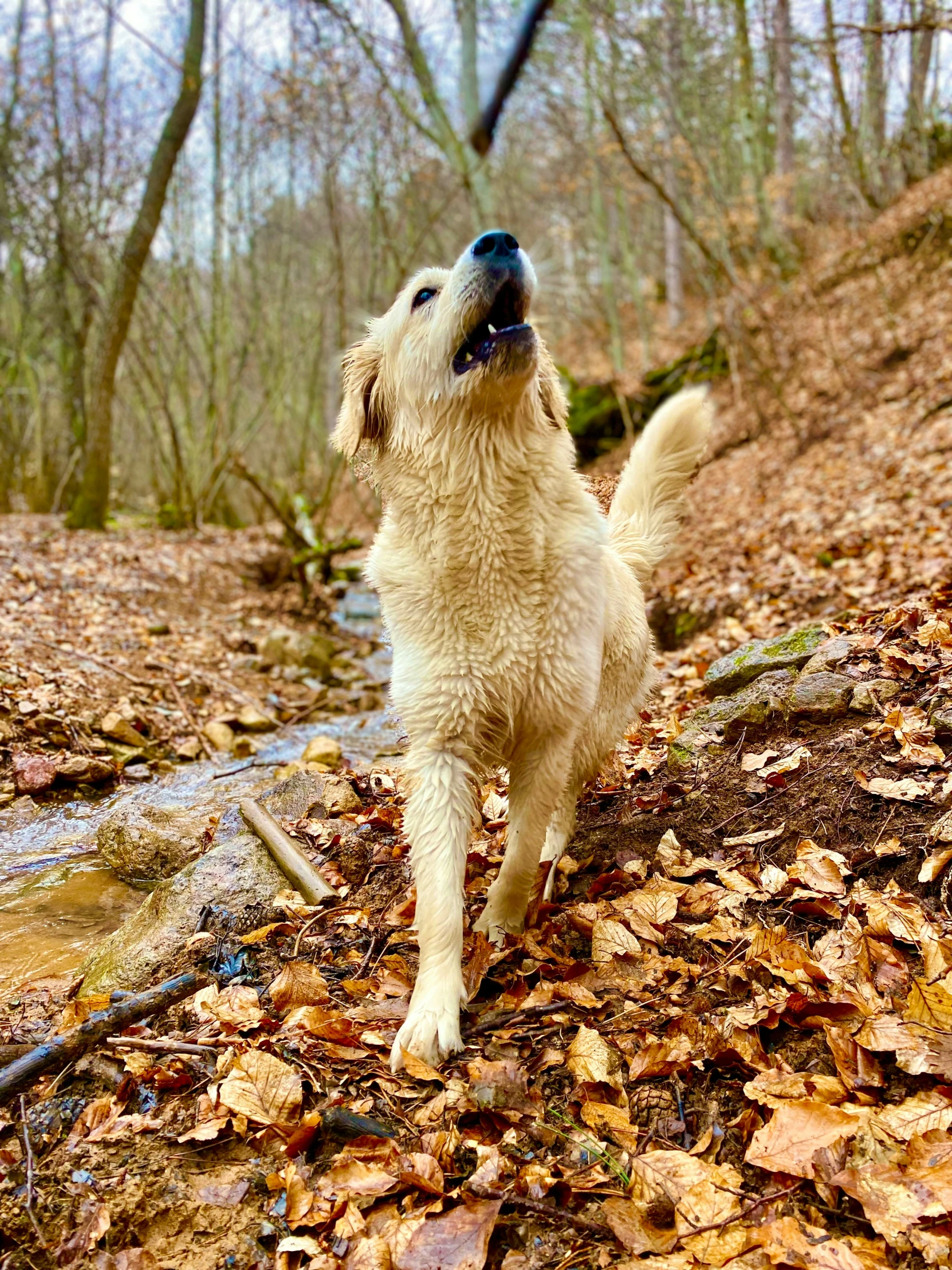 a dog standing on leaves in a wooded area