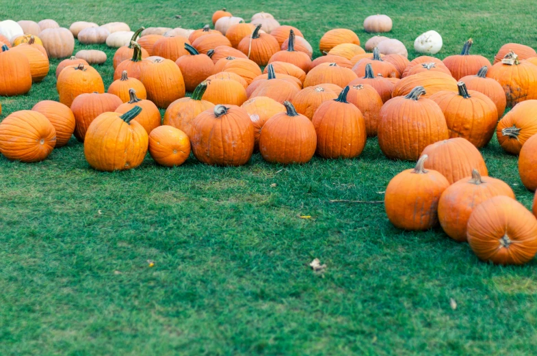 a patch of pumpkins are arranged on the grass