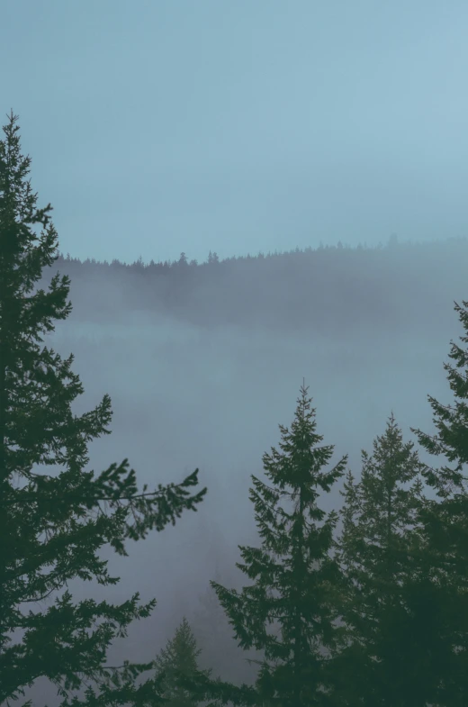 a forest in the distance, with lots of fog