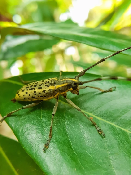 the insect is on top of a leaf