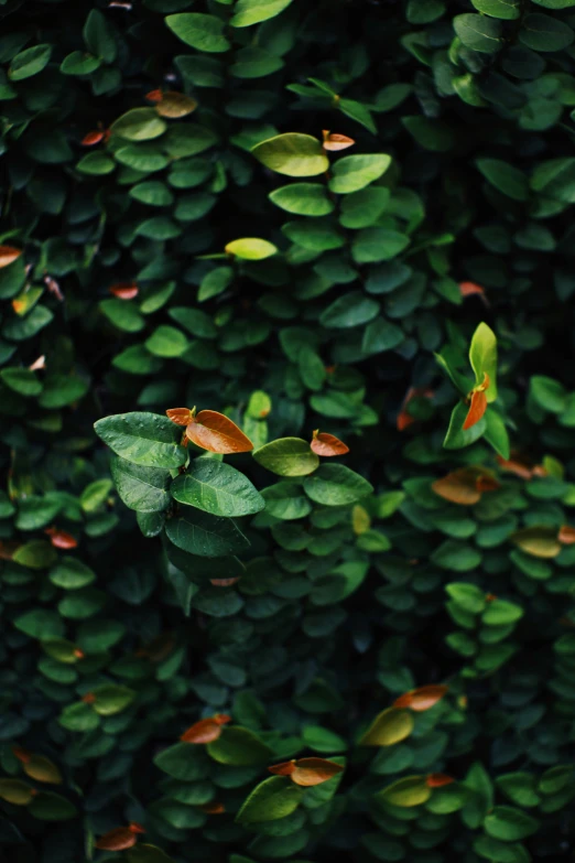 a po of several leaves scattered in the air