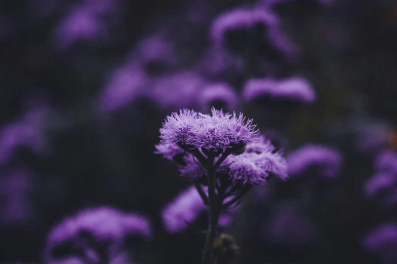 a purple plant with it's center blossom in the foreground