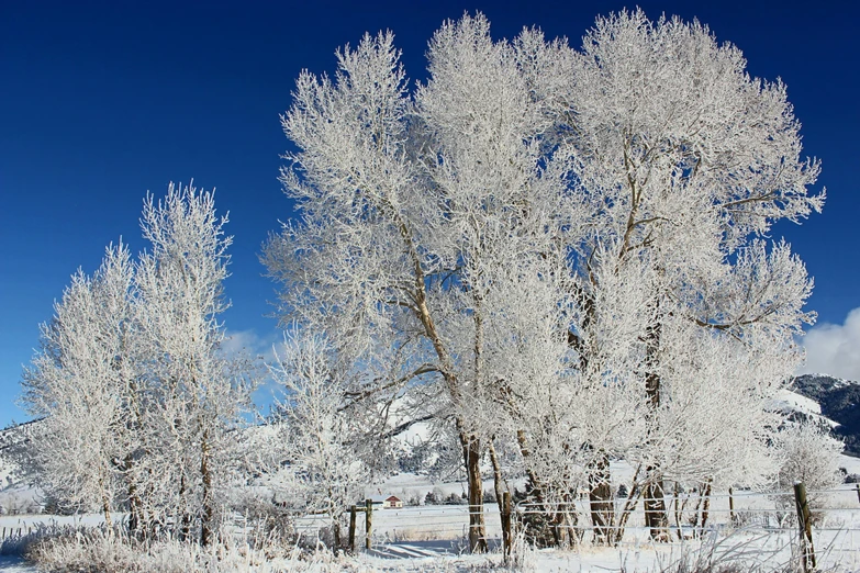 a winter scene of some white trees and mountains