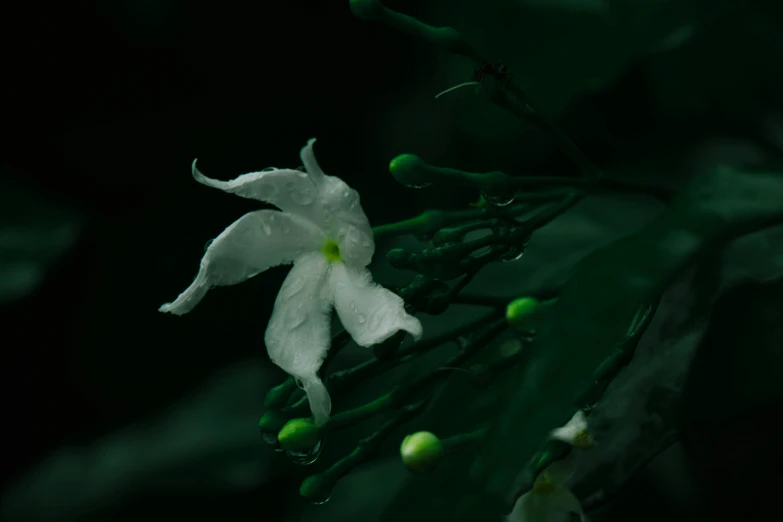 a white flower with leaves and drops of water