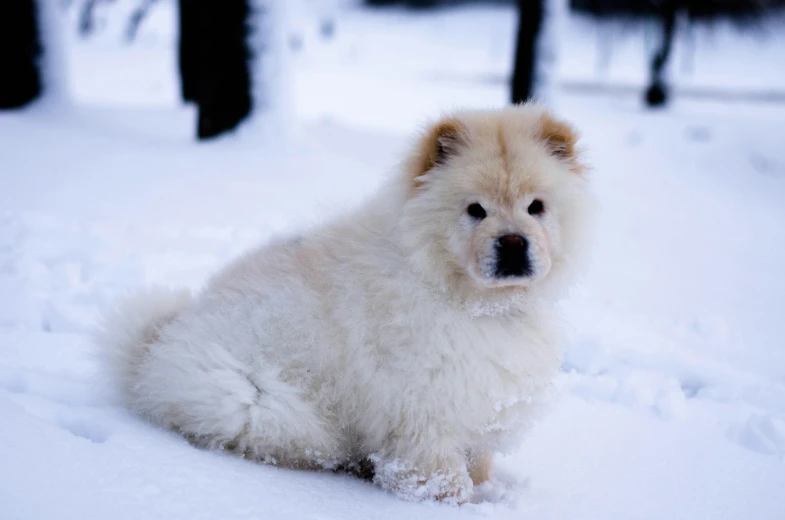 the white dog is sitting in the snow