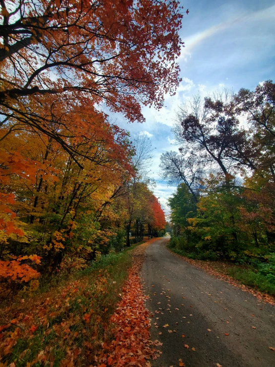 there is a long road in the forest with fallen leaves